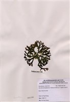 藏品(海木耳)的圖片